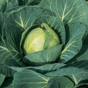 Cabbage