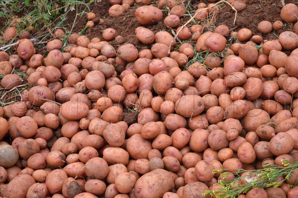 Irish potatoes - Image 3